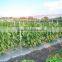 cucumber netting Climbing plant support trellis netting