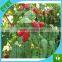 BOP strech net/anti bird net/PP net used for agricultural, popular anti bird net nylon or PE or PP