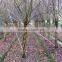 lagerstroemia indica tree small Chinese Letter gourd and bottle shape plants