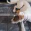 HQP-JJ009 HongQiang Pet products,small animals dogs beds cushion pet bed for Dogs & Cats
