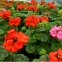 Garden planting Pelargonium hortorum seeds F1 geranium flower seed mix color for sale