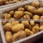 2016 crop good taste fresh potatoes for export