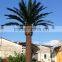 Selling lastest designed outdoor decorative artificial seaweed tree with China factory price