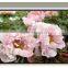 Electric projector screen with remote control/wall mount motorized screen