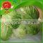 Green chinese cabbage with high quality on hot sale