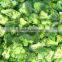 Frozen broccoli florets for export