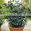 blue berry trees seedling