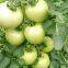 vegetablel seed red tomato seed greenhouse tomato seeds no 59