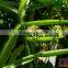 Premium Quality Cissus quadrangularis Powder For OEM