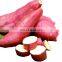 High quality fresh sweet potato from Vietnam