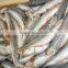 FROZEN ROUND SCAD FOR TUNA BAIT