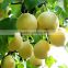 SPECIAL pomotion season fresh pears bulk purchase