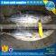 Seafrozen skipjack for sell, frozen skipjack tuna price, frozen skipjack tuna whole round