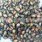 China Roasted black watermelon seed for sale