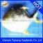 Wholesale Seafood Frozen Golden Pompano/golden Pomfret