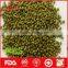 Round green mung bean from China