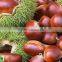 Fresh chestnut in bag package. MOQ:1X40FCL.