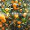 Sell Nanfeng Mandarine/ Baby Mandarine 9KG
