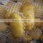 new crop fresh potato