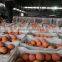 MOQ acceptable for Oranges and Lemons in Egypt