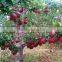 Chinese fresh apple fresh apple fruit for sale