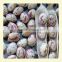 JSX bulk light speckled kidney beans big and small size food grade price for sugar beans