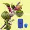 100% natural Organic Perilla Seed Oil from China manufacturer