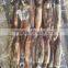 150-200g Illex Argentinus Squid Frozen Squid