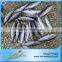 Hot Selling 18 months Shelf Life Good Quality About Frozen Bonito