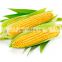 hot selling fresh sweet corn husker machine