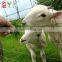 Cattle Fence On Farm Metal Livestock Farm Fence Panel