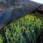 HDPE Shade Net HDPE Neta Sombra/Vela De Sombra/Black 100% new