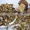 Fibrin Dried White FUNGUS MUSHROOM 2016