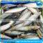Hot Selling Pacific Mackerel Scomber to Africa