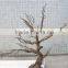 Factory price Wedding Decoration Artificial Dry Tree