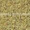 black cumin seed oil