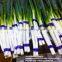 fresh green Chinese long onion