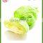 Shandong hot sale fresh cabbage