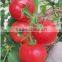 Hybrid Tomato seeds for growing- LuHeng 205