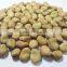 Delicious broad bean(2)