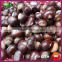 2015 New Crop Bulk Organic Yanshan Fresh Raw Chinese Chestnut Nuts