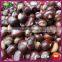 2015 New Crop Bulk Organic Yanshan Fresh Raw Chinese Chestnut Nuts