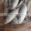 2016 High Quality Seafood Frozen Round Scad