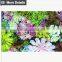 High quality artificial vertical garden plants wall with sucullents