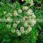 Angelica Root Oil