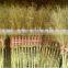 Eco-friendly And Cheap 20-30 Branches Broom