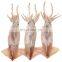 whole round frozen todarodes pacificus squid japanese flying squid
