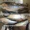 Size 1000g up Frozen Bonito Auxis tapeionsoma wholesale