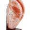 Ear model for acupuncture