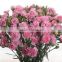 High level best selling carnation flowers product export